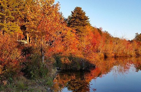 Small pond surrounded by dense trees showing fall colors of yellow, red and orange.