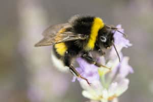 Buzzing Bumble bee