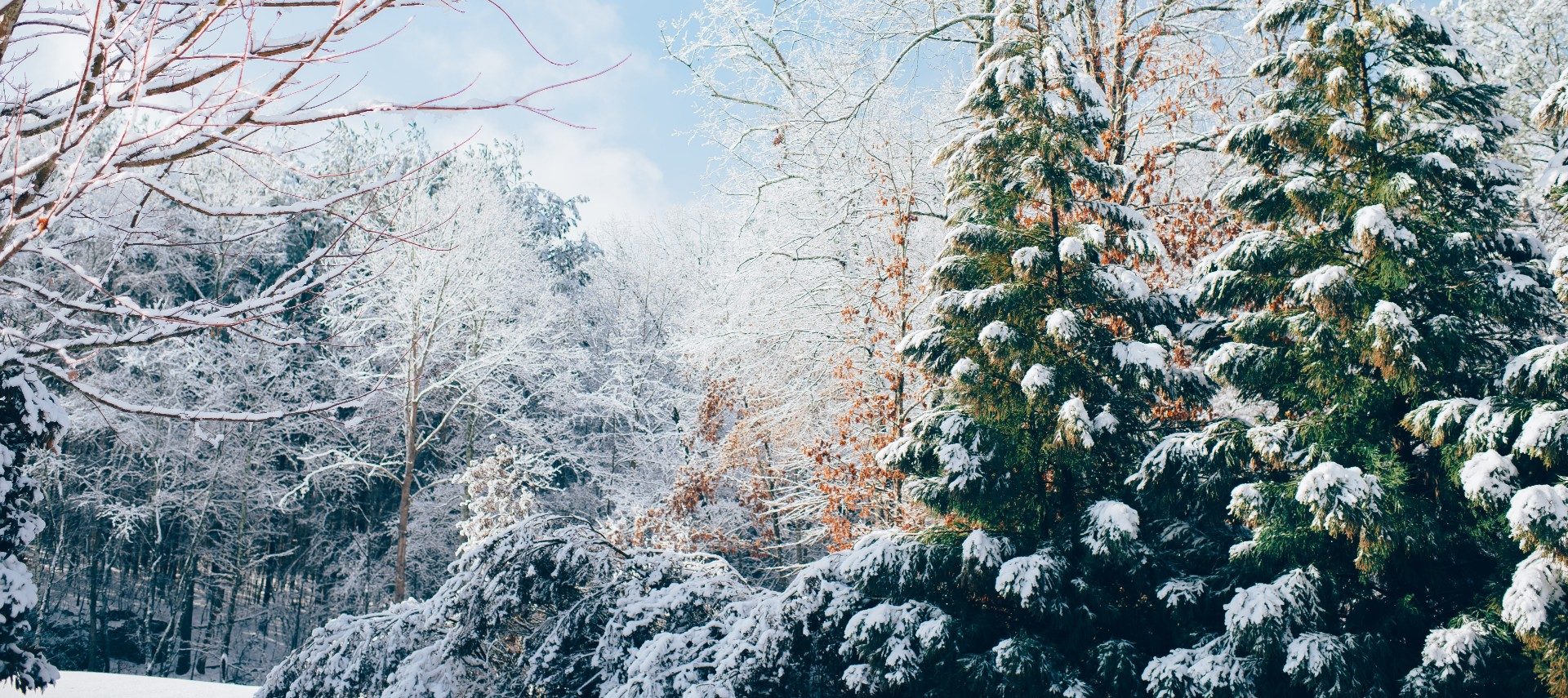 Wooded area covered in fresh snow with green evergreens and a blue sky in the background